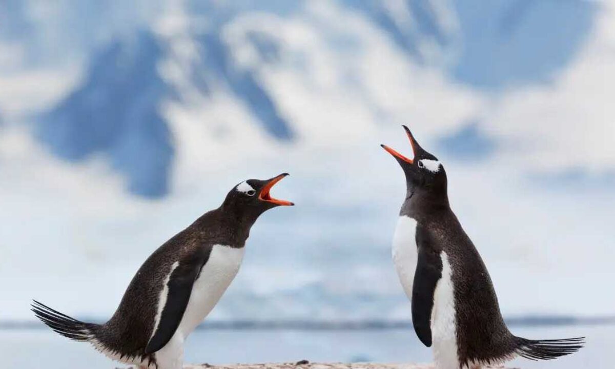 2 gey porno komikslar