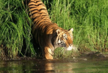 সুন্দরবন ধ্বংস হতে আর কত দেরি পাঞ্জেরী?